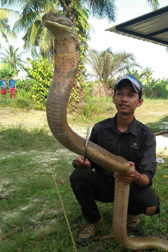 Thai-13