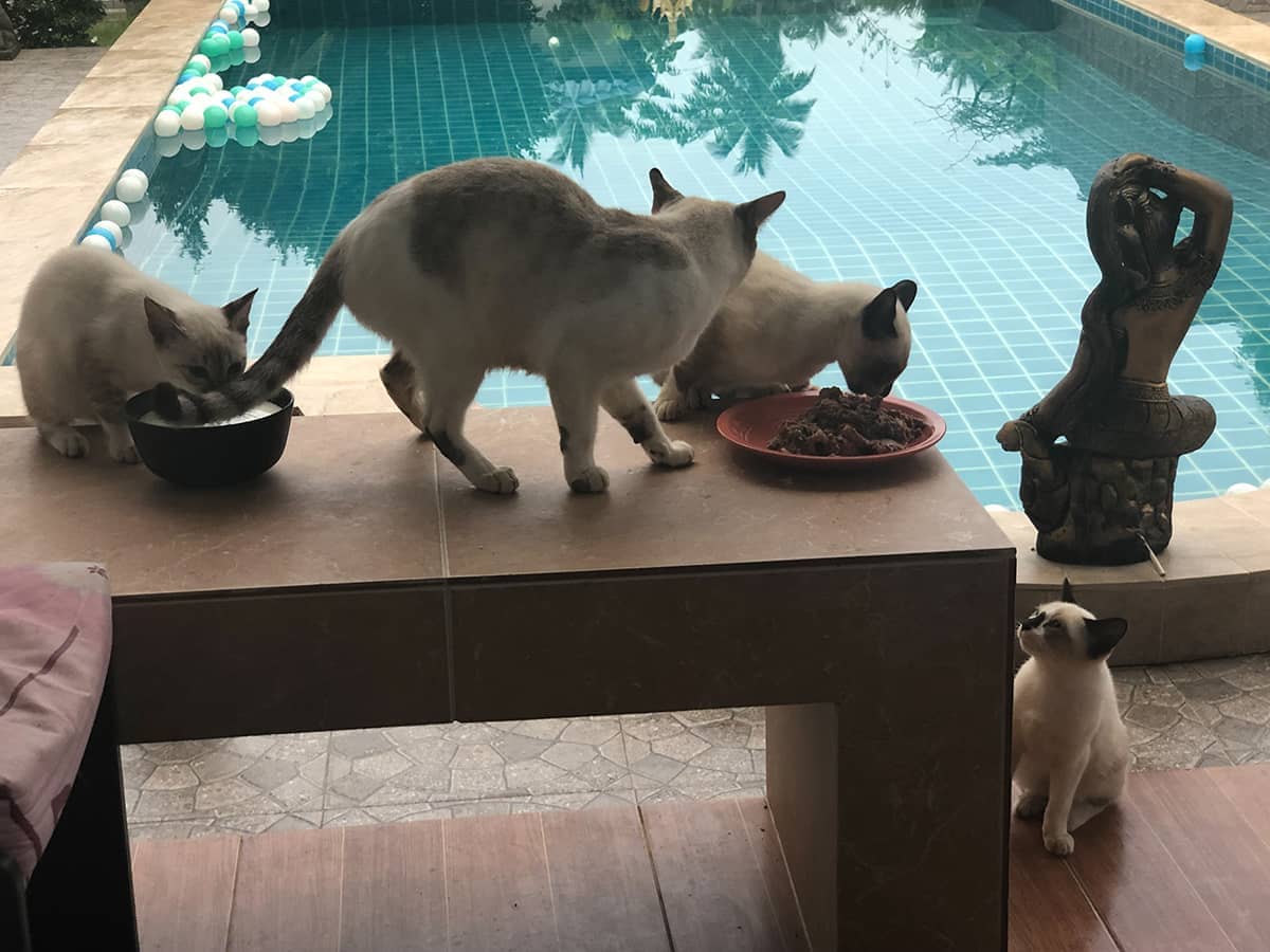 Thai-4